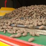 Vegetable soil cleaning devices