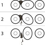 Vegetable soil cleaning devices